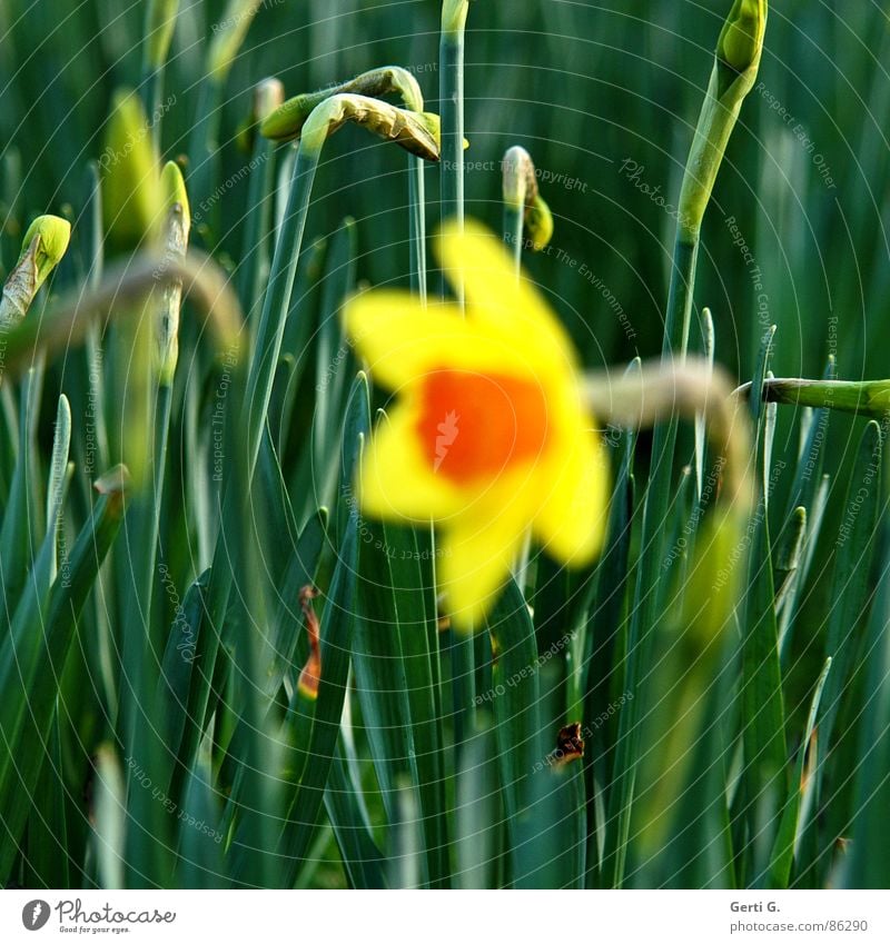 sharp buds Bulb flowers Wild daffodil Narcissus Yellow Spring Spring flowering plant Field Flower meadow Blossom Green background sharpness herald of spring