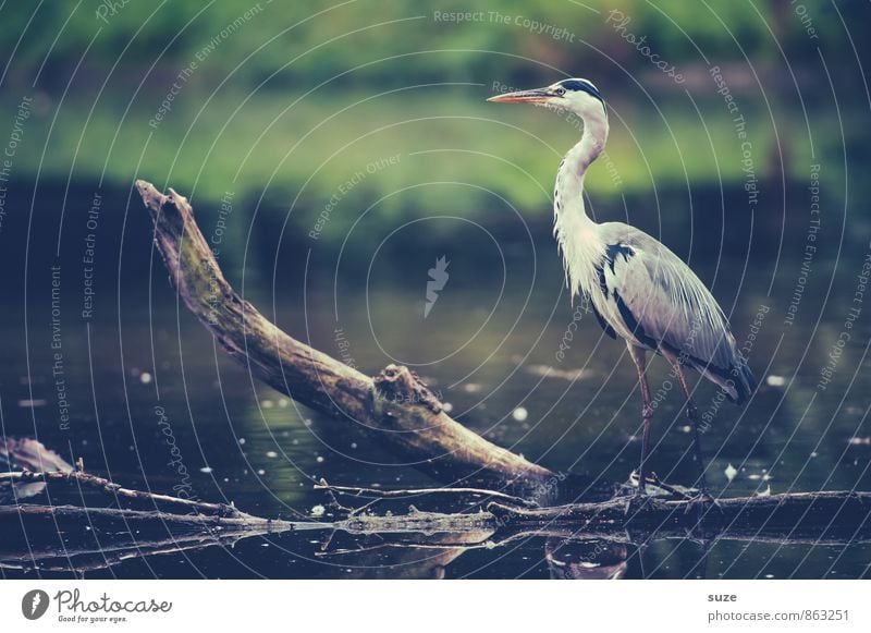 The fine Mr Strese Elegant Hunting Environment Nature Landscape Animal Water Lakeside Pond Wild animal Bird 1 Stand Wait Esthetic Fantastic Gray Green Moody