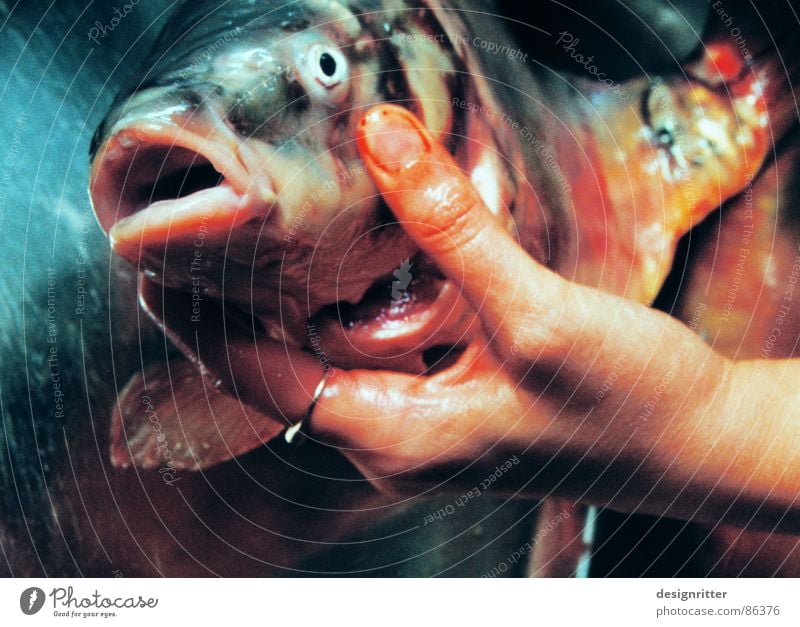 What do you want? What do you want? Hand Loudmouth Looking Nutrition Fish Death Muzzle Carp Fish head Fish mouth Fish eyes Dead animal Women`s hand To hold on