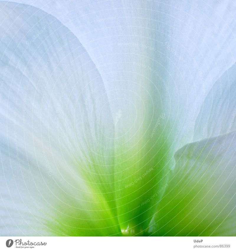 Fairy Amaryllis Blossom Blossom leave Green Color gradient Translucent Part of the plant Illuminating Completion Perfect Macro (Extreme close-up) Close-up
