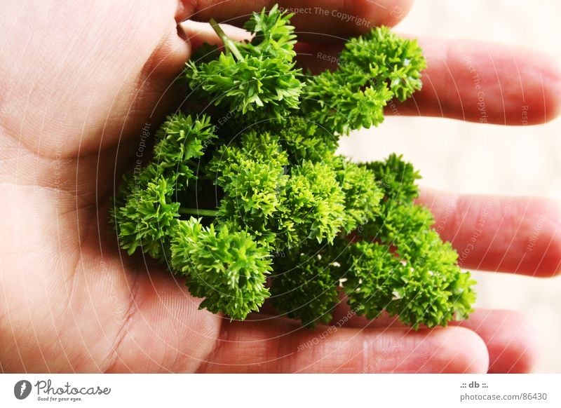 &lt;font color="#ffff00"&gt;-==- proudly presents Hand Parsley Green Kitchen Self-made Vegetable Garden obvious Difference by hand