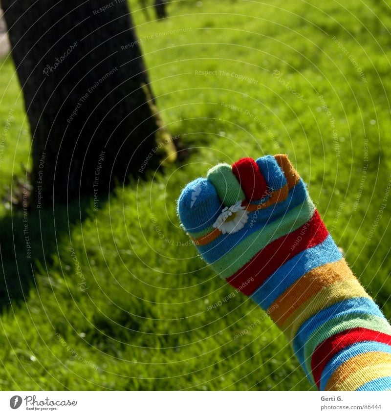 Spring feet - Part lll Stockings Striped socks Multicoloured Daisy Yellow Grass Meadow Toes Spring fever Tree trunk Sunlight Juicy Motion blur Summer toe socks