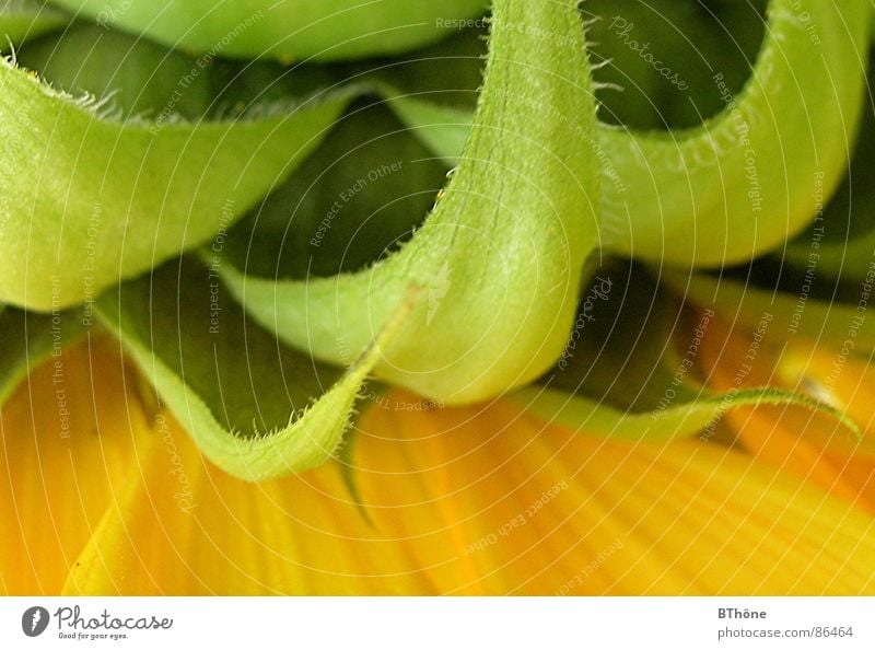 Turned over Rear side Green Yellow Sunflower Tiny hair Turnaround Summer Esthetic Flower Hind quarters bottom upended nature detail green leaves Mature Point