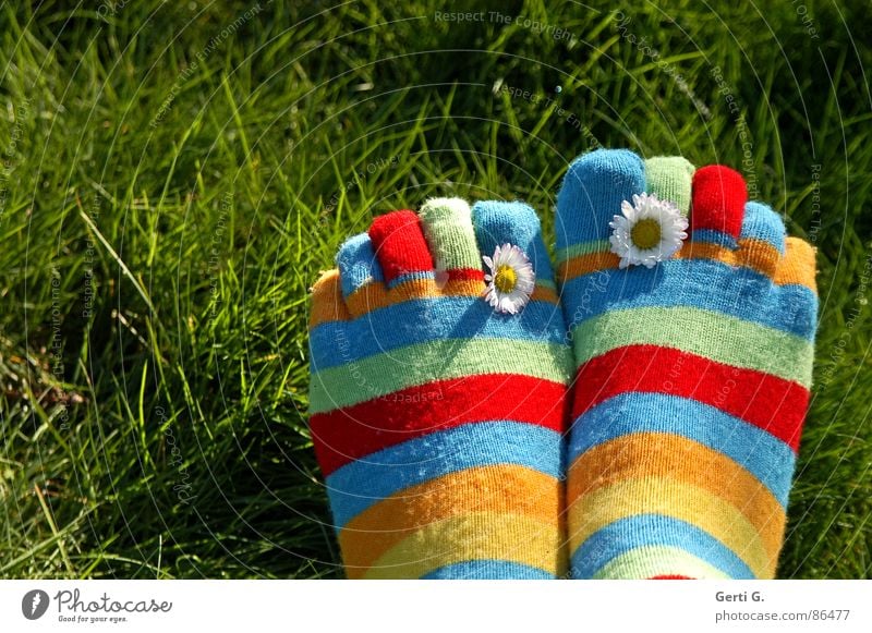 %.{& Stockings Striped socks Multicoloured Spring Daisy Yellow Grass Meadow Toes Spring fever Sunlight Juicy Joy Summer toe socks vernally Beautiful weather