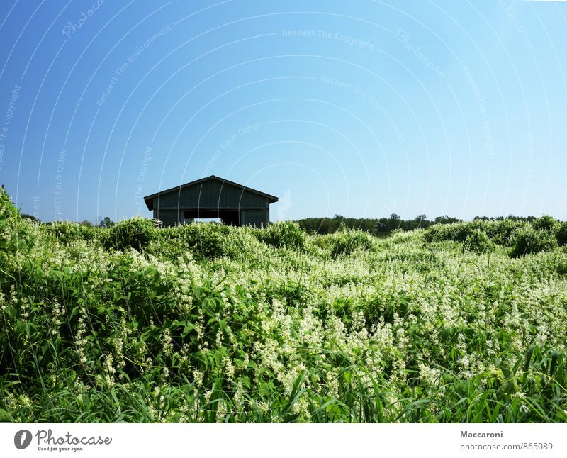 Wild Environment Nature Landscape Plant Cloudless sky Summer Beautiful weather Flower Bushes Foliage plant Meadow Field Village Deserted