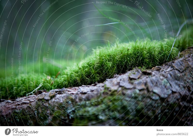 In an enchanted place (III) Environment Landscape Plant Spring Summer Autumn Tree Grass Moss Root of a tree Tree trunk Forest Wood Touch Growth Simple Natural