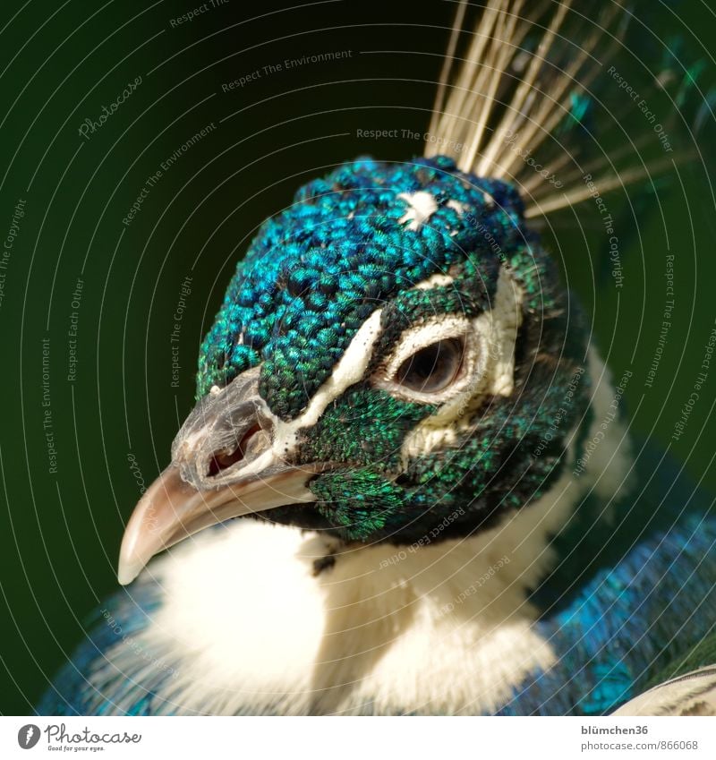 Greetings for your birthday glückimwinkl! Wild animal Bird Animal face Peacock Poultry Gamefowl Feather Head Beak Eyes Observe Looking Esthetic Elegant