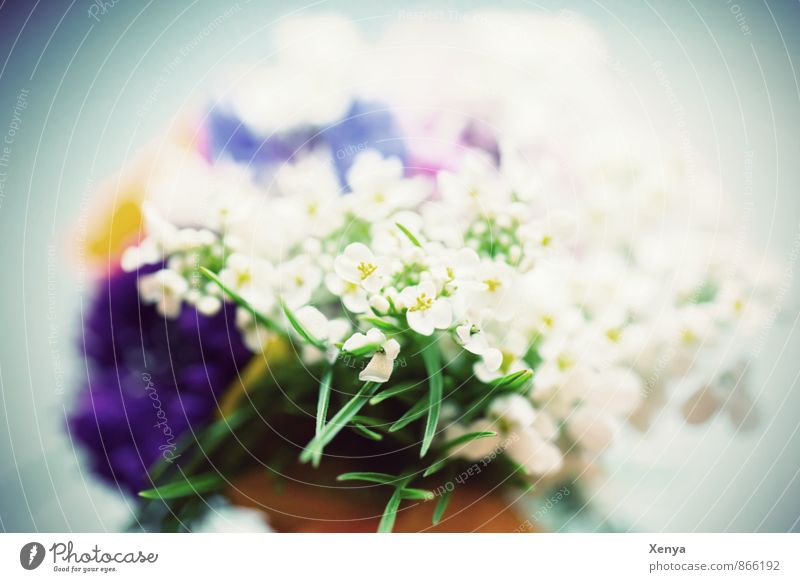 for you Plant Flower Blue Green White Romance Bouquet Blossom Gift Mother's Day Close-up Deserted Blur
