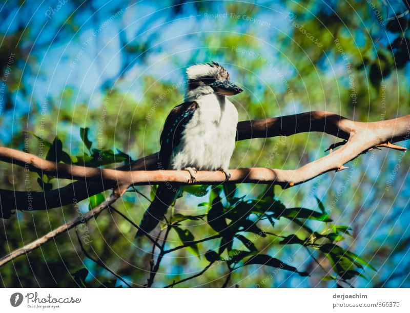 Beautiful bird - Kookaburra sitting on a branch in a national park. Bushman's clock the Australians call him Style Well-being Vacation & Travel Nature Sun