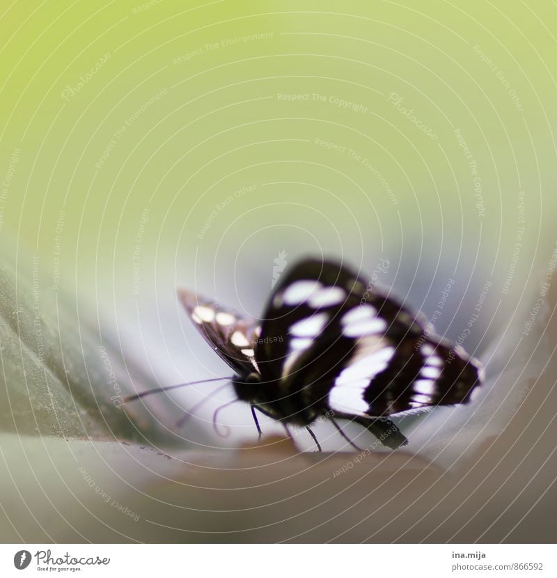 little butterfly Environment Nature Animal Spring Summer Garden Park Wild animal Butterfly Wing Insect 1 Life Delicate Light green Black & white photo