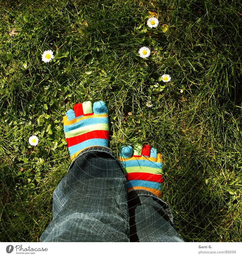 I like daisies. Stockings Striped socks Multicoloured Spring Daisy Yellow Grass Meadow Toes Jeans Going Spring fever Joy Woman toe socks vernally