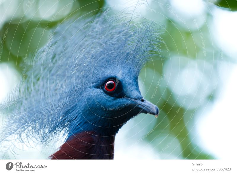 Crowned Pigeon Eyes Nature Sky Plant Tree Animal Bird Animal face 1 Esthetic Exotic Blue Gray Green Red White Colour photo Exterior shot Deserted Day