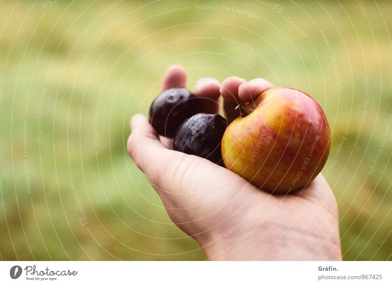 Autumn is coming... Fruit Apple Plum Feminine Young woman Youth (Young adults) Hand Fingers 1 Human being 30 - 45 years Adults Environment Nature Summer