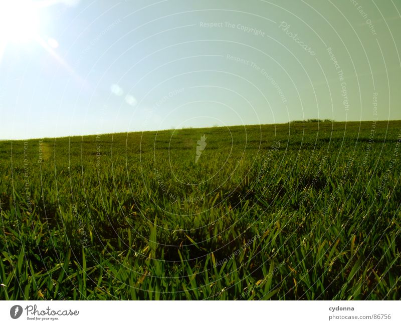 Green is the Colour I Grass Meadow Field Far-off places Large Extensive Equal Minimalistic Clean Free Possible Spring Horizon Wake up Growth Sky Nature