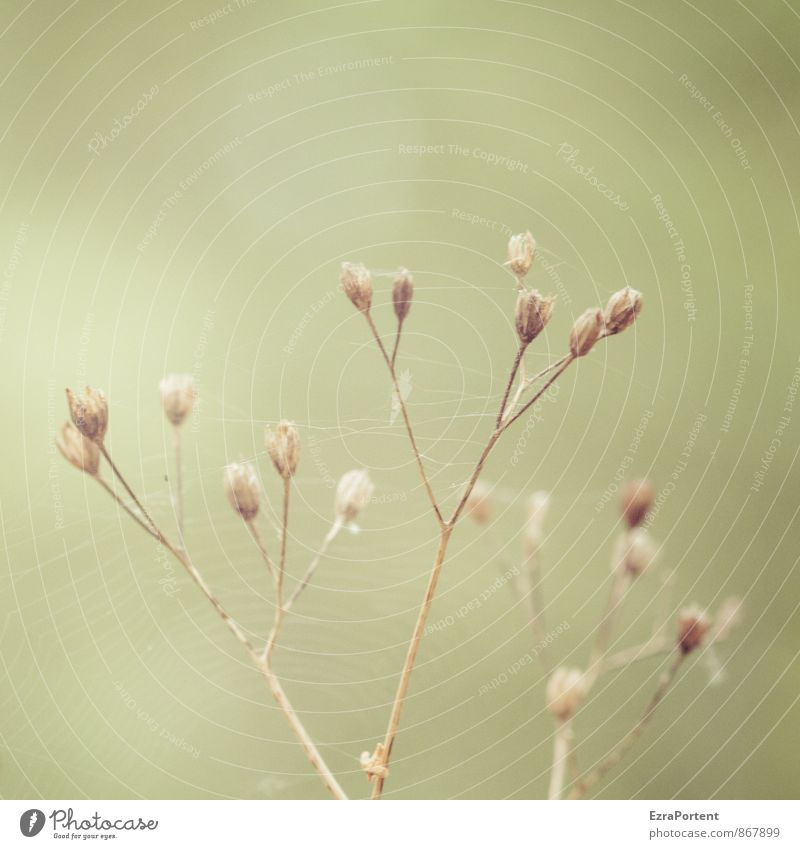delicate spinning Environment Nature Landscape Plant Summer Autumn Grass Garden Meadow Field Natural Dry Brown Green Roadside Spider's web Spun Delicate