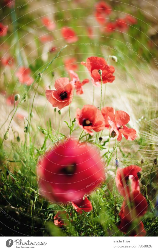 Colours of the summer Harmonious Relaxation Summer Summer vacation Nature Plant Poppy poppy flower Field Bright Warmth Green Red Meditation Colour photo