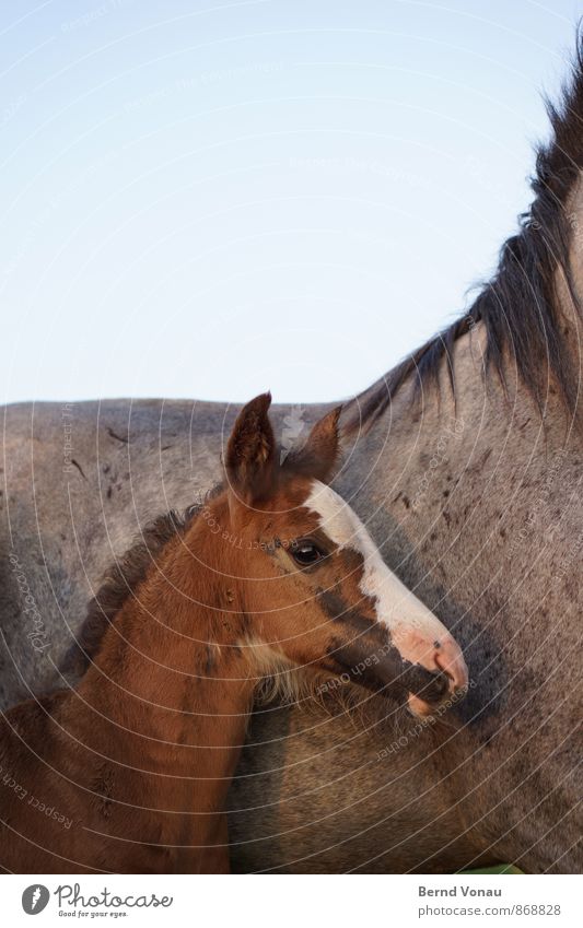 protégé Nature Sky Cloudless sky Horse 2 Animal Protection Safety (feeling of) Brown Baby animal Foal Eyes Coat color Gray Mane Lean Side by side Growth