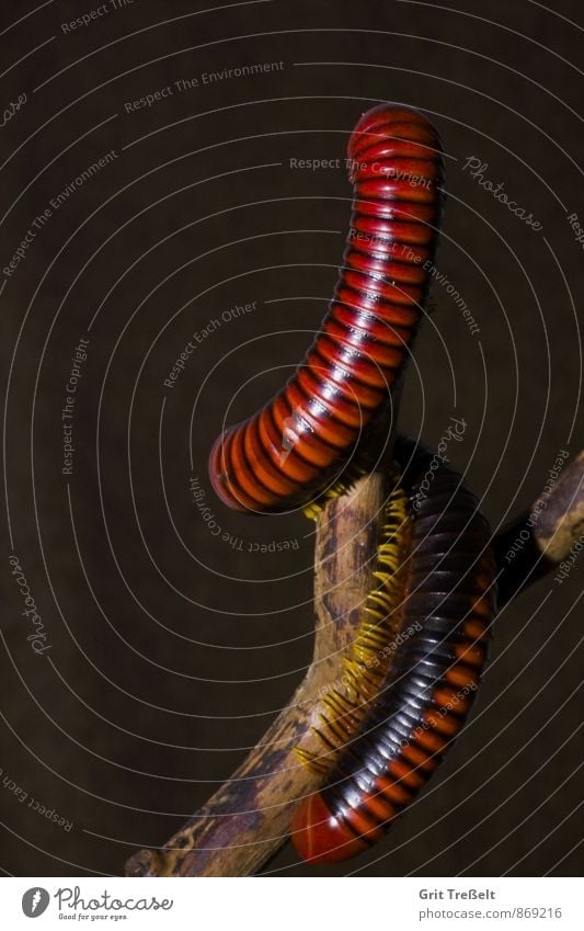 millipedes Animal Pet Wood Discover Athletic Elegant Exotic Target Colour photo Interior shot Studio shot Close-up Neutral Background Artificial light