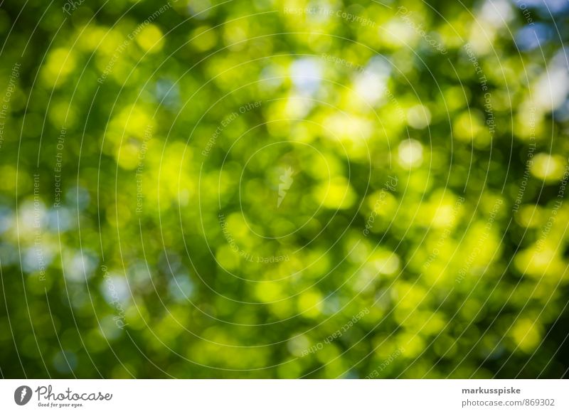 green bokeh Environment Nature Landscape Plant Animal Sun Spring Summer Weather Beautiful weather Tree Leaf Blossom Park Green Blur To dry up Growth