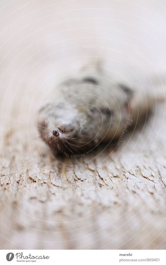 From the mouse Nature Animal 1 Emotions shrew Mouse Death Lie Wooden board Snout Colour photo Exterior shot Close-up Detail Macro (Extreme close-up) Day