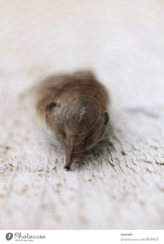 asleep forever Animal 1 Moody Mouse Death Dead animal shrew Snout Small Colour photo Exterior shot Day Animal portrait