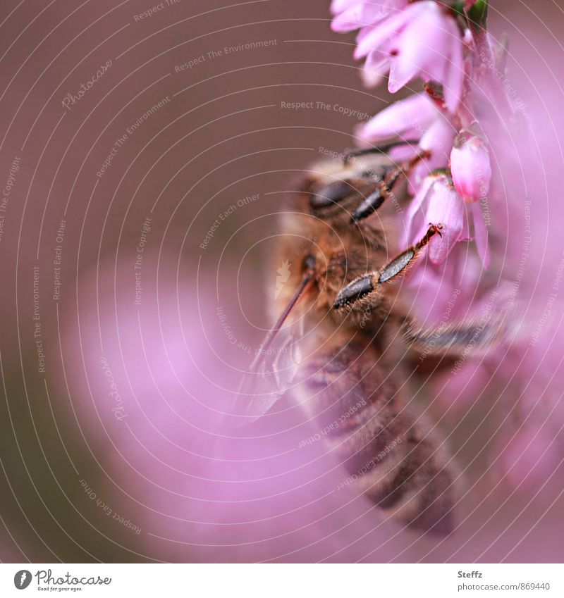 busy bee on a pink flower Bee Honey bee Heathland heather blossom Domestic Nordic purple pink flowering heath brownish pink Pink Idyll idyllically