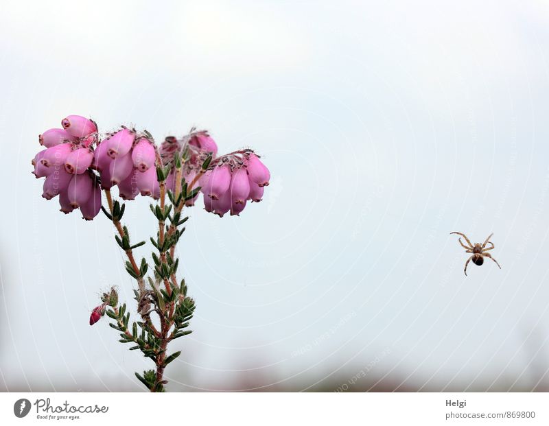 Bell heather ... Environment Nature Plant Animal Sky Summer Tree Blossom Wild plant Heather family Bog Marsh Spider 1 Blossoming Hang Growth Exceptional Small