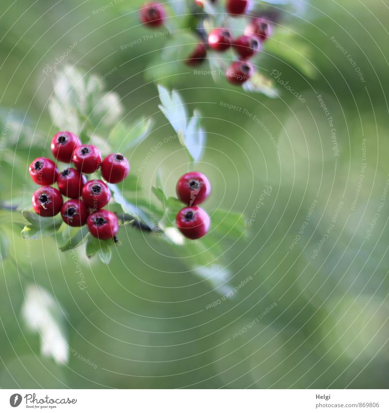 fruity Environment Nature Plant Summer Autumn Bushes Leaf Wild plant Hawthorn Berries Berry seed head Twig Park Hang Growth Esthetic Fresh Beautiful Small