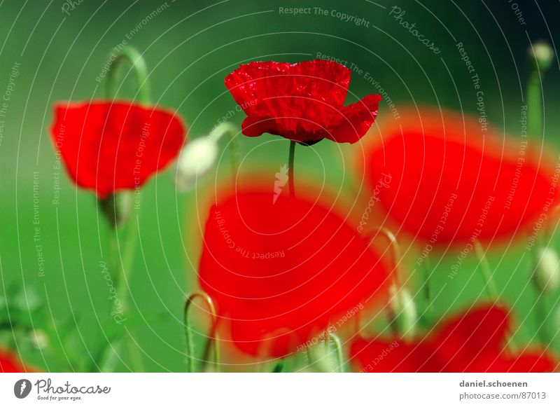 summery red-green contrast Red Green Spring Summer Flower Blossom Background picture Grass green Depth of field Meadow Corn poppy Environment fiery red Nature
