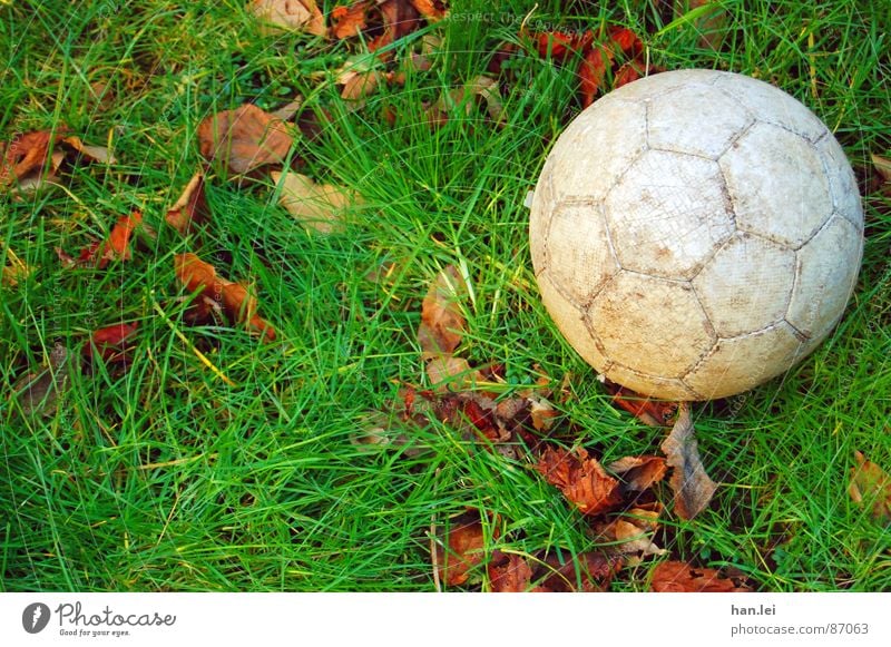 kick it... Leisure and hobbies Foot ball Grass Leaf Meadow Round Brown Gray Green Lawn Colour photo Exterior shot Deserted Copy Space left Day Sunlight