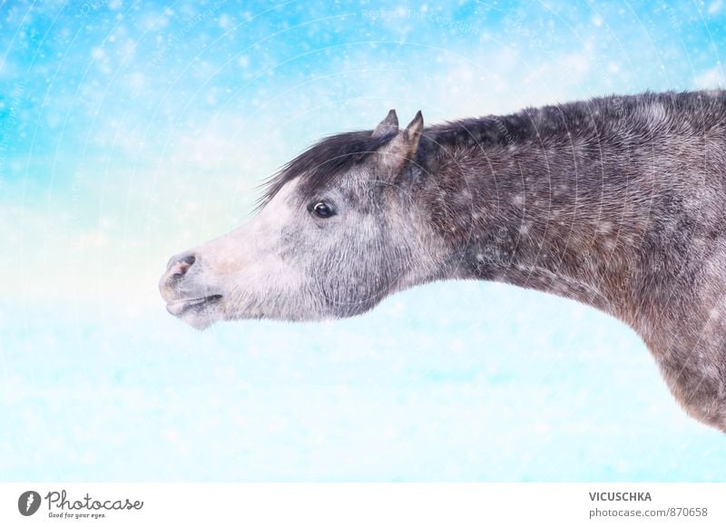 Horse in winter snowfall Lifestyle Winter Nature Animal Pet Farm animal Wild animal 1 Joy Happy Happiness Contentment grey black white one equine storm