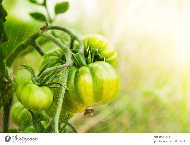 green tomatoes in sunny garden Leisure and hobbies Summer Nature Yellow vine Planning growing food healthy fruit ripe natural fresh group close field outside