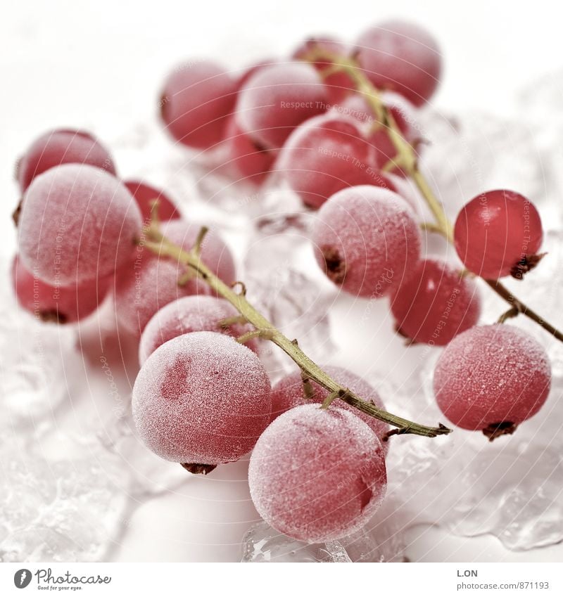 Ice coldly softened Food Fruit Redcurrant Redcurrant bush Ice cube Frozen Nutrition Organic produce Vegetarian diet Plant Cold Colour photo Studio shot Deserted