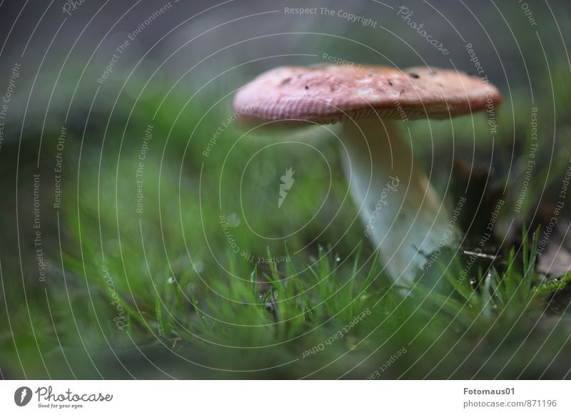 Mushroom season 2 Environment Nature Earth Autumn Climate Weather Meadow Forest Simple Natural Green Red White Emotions Moody Optimism Attentive Calm Sadness