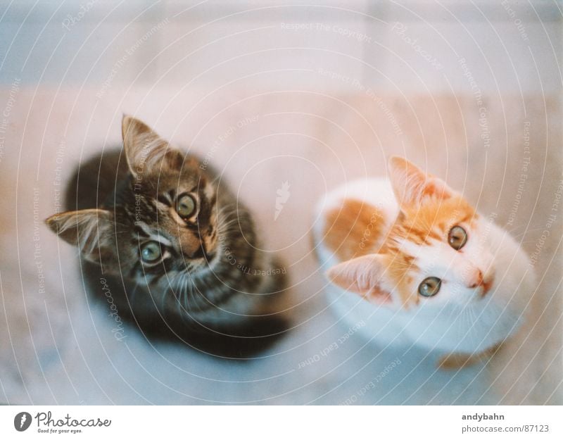 hypnosis Animal Pet Cat Animal face 2 Pair of animals Appetite Curiosity Beg Meow Synchronous Fix Mammal scrounge be hungry Snapshot Tiger cats Domestic cat