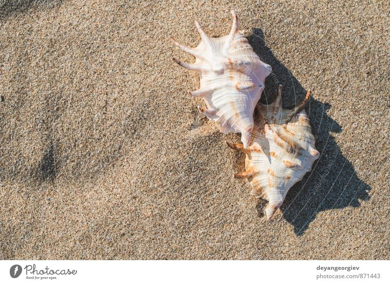 Shells on the beach Exotic Relaxation Vacation & Travel Tourism Summer Sun Beach Ocean Waves Nature Landscape Sand Sky Coast Blue White Idyll Mussel shell