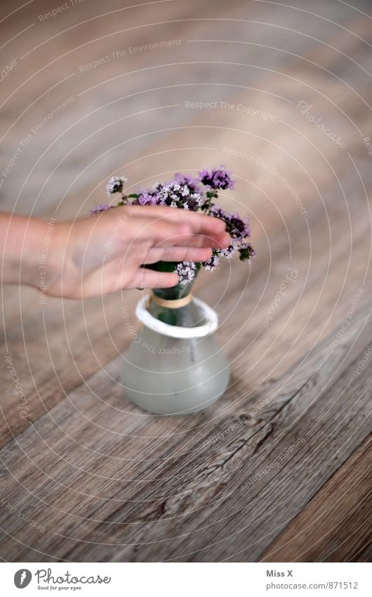 photobomb Food Herbs and spices Nutrition Italian Food Decoration Hand Fingers Touch Blossoming Fragrance Violet Thyme Colour photo Multicoloured Interior shot