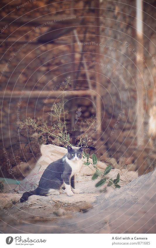 wreckage woman Animal Pet Cat 1 Observe Looking Timidity Construction site Esthetic Derogative Southern Greece Colour photo Subdued colour Exterior shot