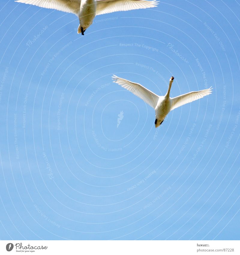 departure Swan Aviation 2 Together Departure Arrival Against White Beak Hunter Hunting Bird Environmental protection Animal Goose Tall Rising Wing Judder