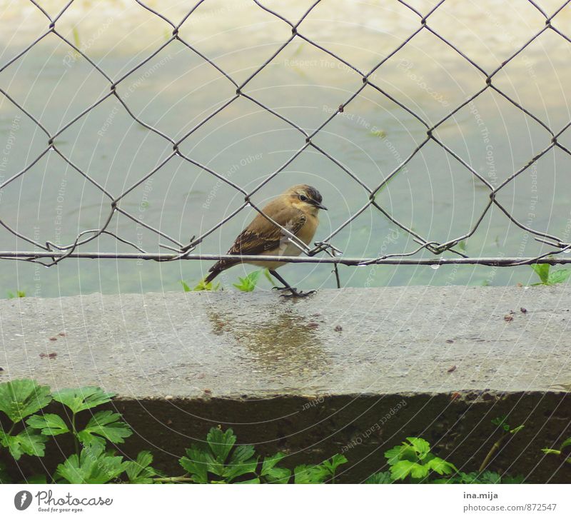 free space Nature Spring Summer Bad weather Rain Plant Grass Animal Wild animal Bird 1 Baby animal Freedom Small Bird's cage Wire netting fence Fence Stand