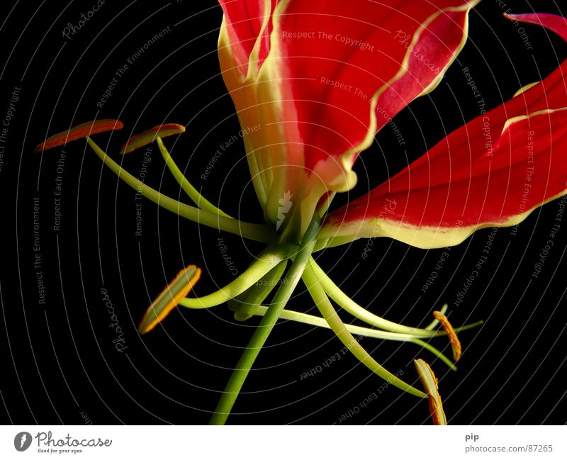 grrrazie Plant Bouquet Blossom Delicate Multiple Stamen Red Black Claw Esthetic Elegant Deploy Blossoming Fragrance Aromatic spices Pistil Calyx pollination