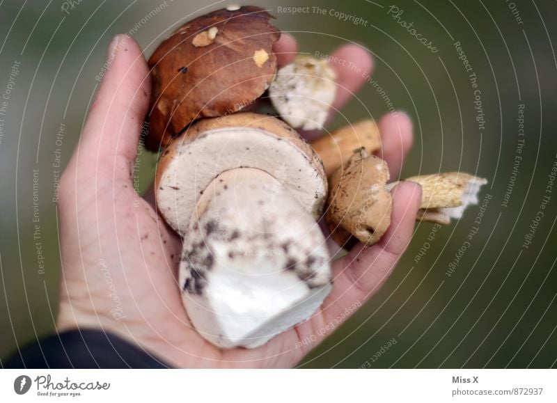 stone mushroom Food Nutrition Organic produce Vegetarian diet Leisure and hobbies Human being Hand Fingers Nature Autumn Dirty Fresh Healthy Delicious Boletus
