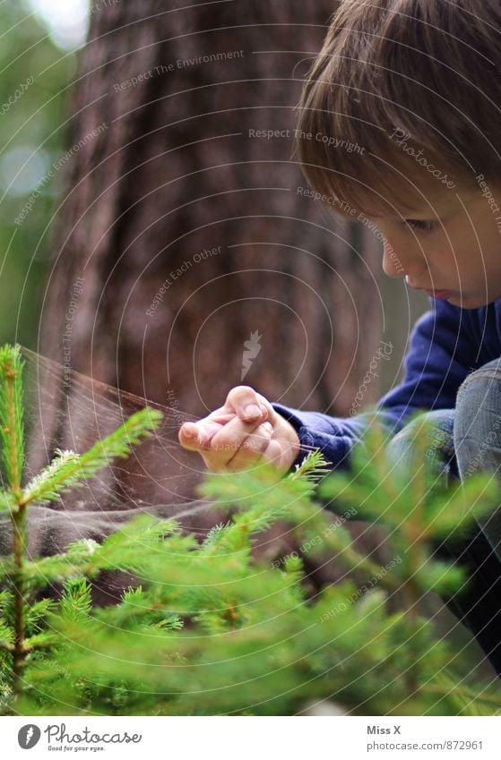 cobweb Human being Child Boy (child) Fingers 1 3 - 8 years Infancy Drops of water Bad weather Rain Tree Forest Animal Spider Discover Cold Wet Curiosity