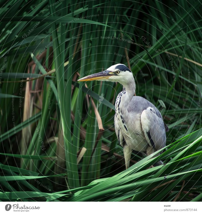 Mr. Strese is wanted ... Environment Nature Animal Lakeside Wild animal Bird 1 Stand Wait Esthetic Authentic Fantastic Natural Green Mysterious Heron Grey heron