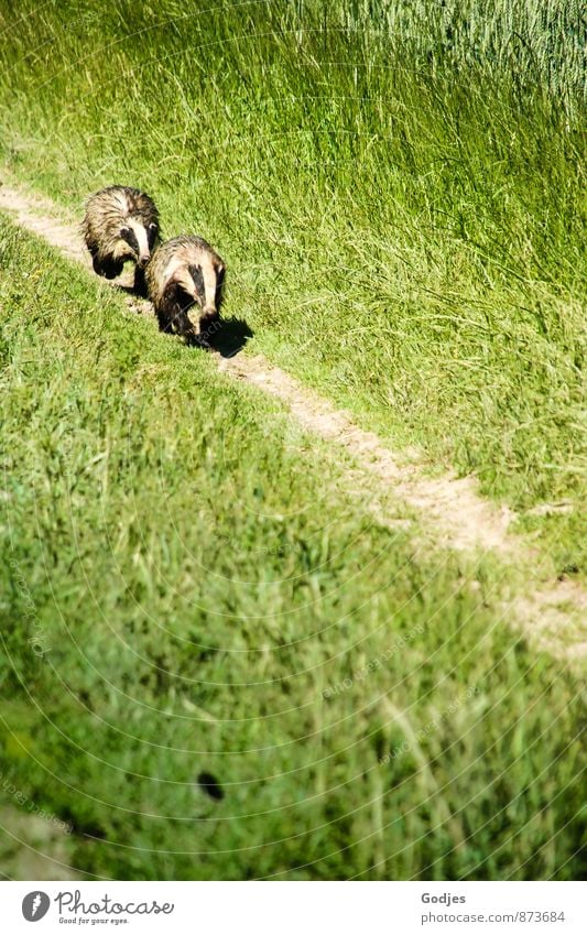 Two badgers run along a path Nature Earth Summer Grass Meadow Field Deserted Animal Wild animal Badger 2 Aggression Movement Colour photo Exterior shot