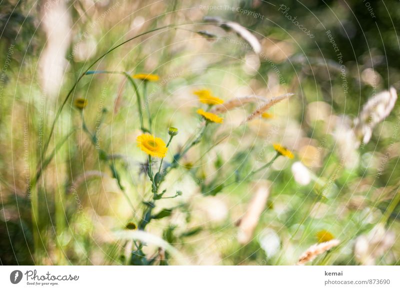 Wild and beautiful Environment Nature Plant Sunlight Summer Beautiful weather Warmth Flower Grass Blossom Wild plant Meadow Blossoming Growth Fragrance