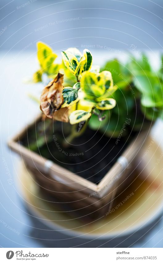 completely blurred Plant Flower Old Esthetic Depth of field Balcony plant Colour photo Exterior shot