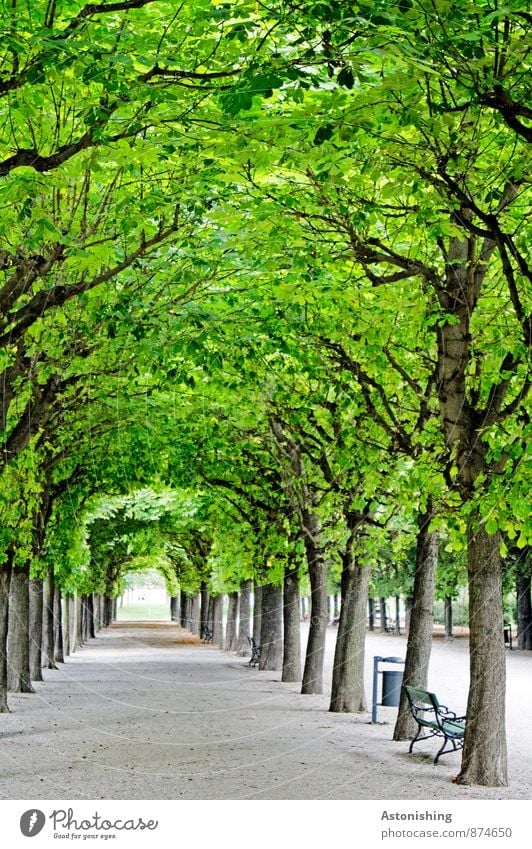 natural-artificial tunnel Garden Decoration Art Nature Plant Summer Beautiful weather Tree Park Vienna Street Lanes & trails Tunnel Stand Old Kitsch Gray Green