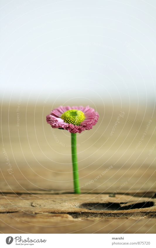 lone fighters Nature Plant Flower Garden Emotions Moody Daisy Individual Wooden table Growth Blossoming Pink Beautiful Shallow depth of field Colour photo