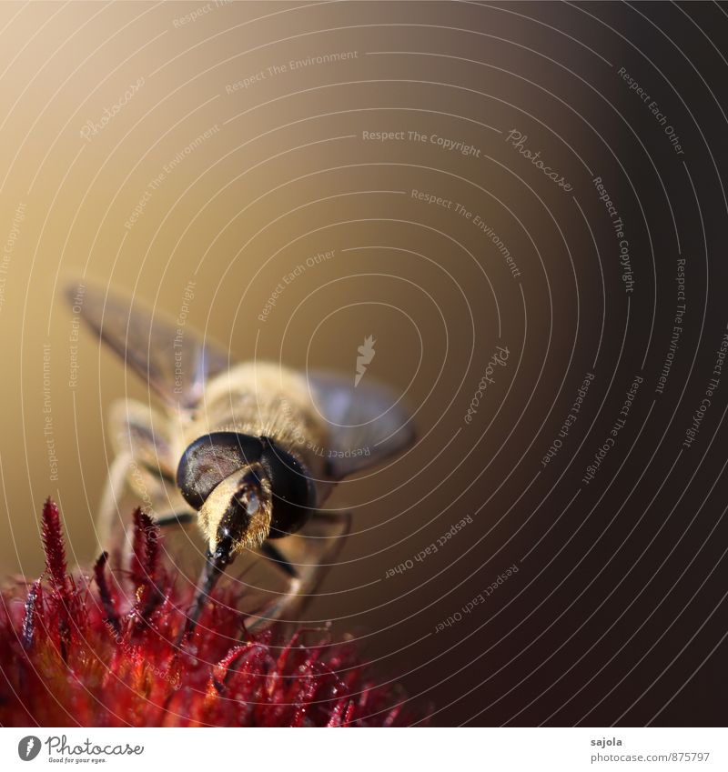 fly in the evening light Environment Nature Plant Animal Blossom Wild animal Fly Animal face 1 To feed Insect Suck Compound eye Colour photo Exterior shot